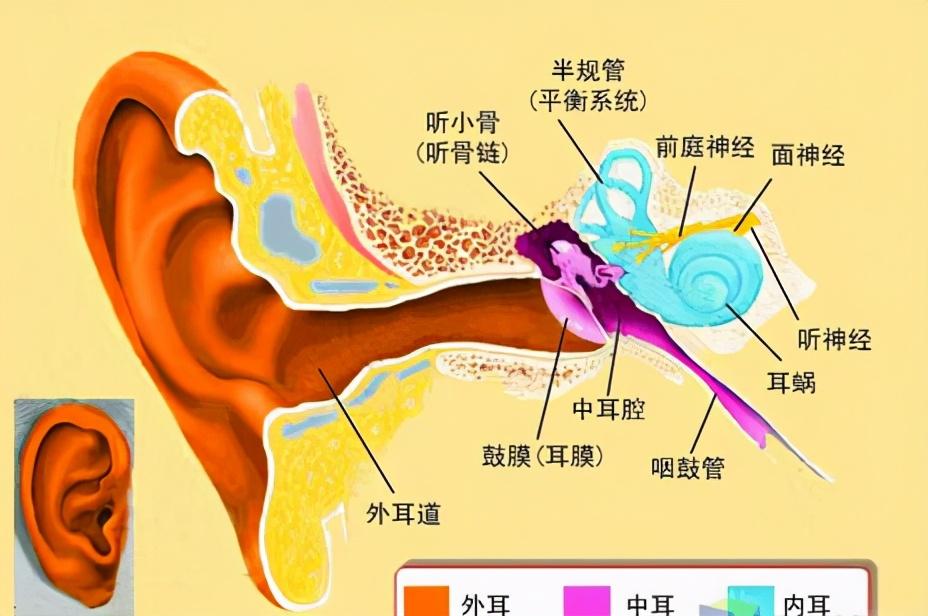 左耳朵发热代表什么预兆，左右耳朵热测吉凶预兆（孩子反复感冒发烧要当心）