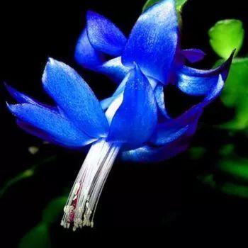 蟹爪兰图片，蟹爪兰你不知道的品种（蟹爪兰支架图片大全）