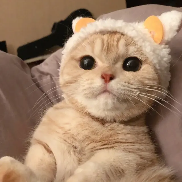 猫咪狗狗头像微信，猫咪狗狗头像（超可爱猫咪狗狗头像）