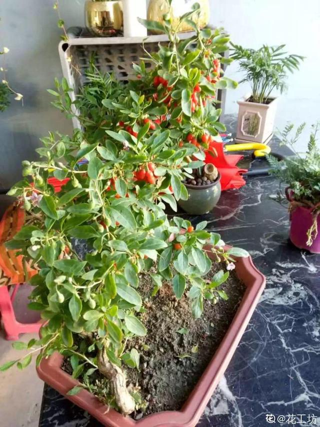 枸杞根的功效与作用，枸杞根的作用与功效（明年呼呼长成小盆栽）