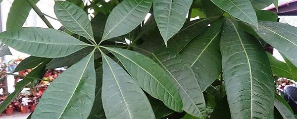 发财树如何修剪，教你如何修剪大发财树（发财树怎么修剪枝叶）