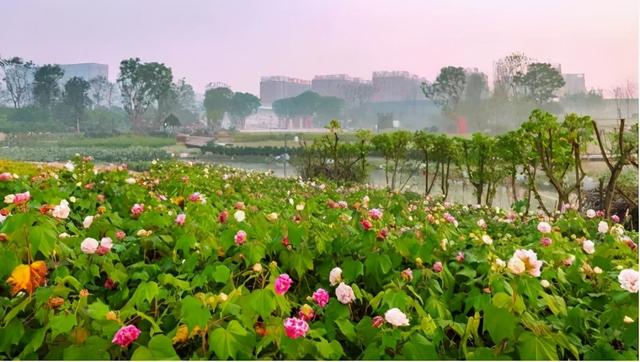 蓉城是哪个城市，花令丨芙蓉城里话芙蓉（冰城是哪个城市）