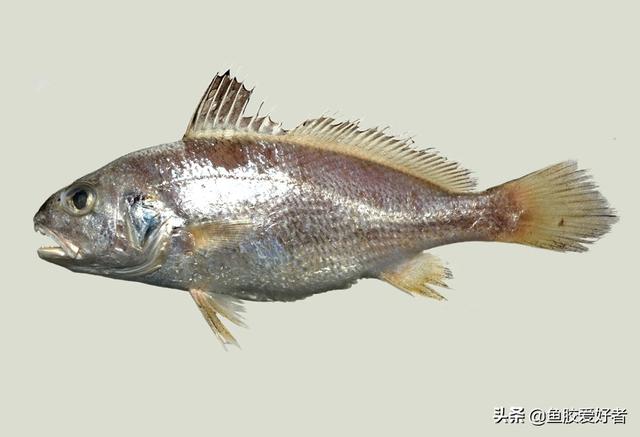 鱼胶是什么，鱼胶是什么原料制成的（学会这些买鱼胶再也不怕被坑）