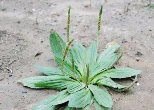 车前草的功效与作用，车前草的功效与作用可以降尿酸吗（“它”是痛风的“死对头”）