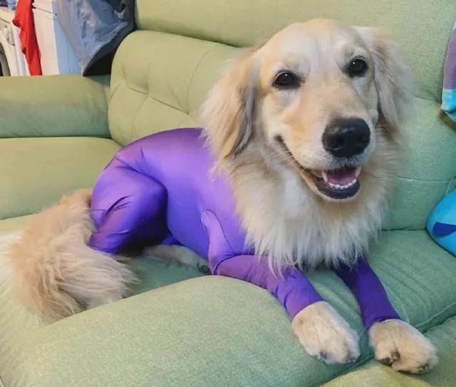 换毛期的金毛犬怎么养，金毛犬什么时候换毛（穿上后实在有点儿辣眼睛）