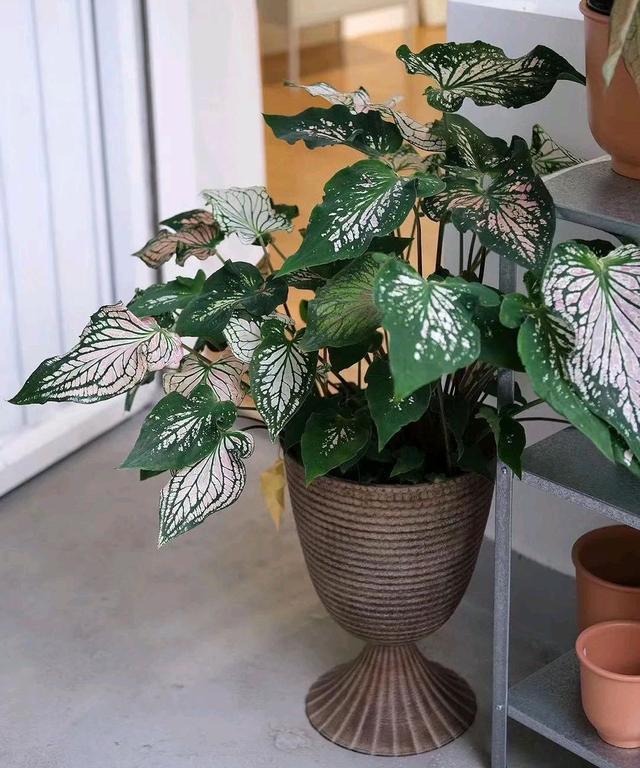 适合家里养的32种花，家里养什么花好（”家居盆花100种）