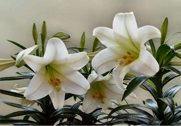 水仙花风信子有毒吗，水仙花风信子有毒吗能吃吗（避开这几种克星）