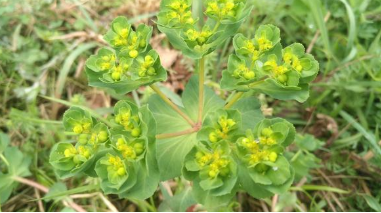 猫眼草的功效与作用，猫眼草的功效（农村里常见的\