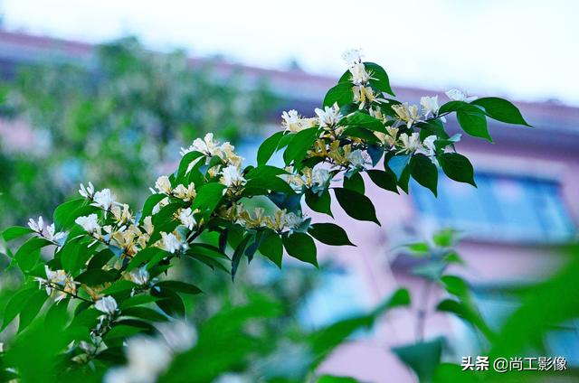 金银木的形态特征和果实作用详情介绍，金银木的果实功效与作用（黄白同枝姐妹花一一金银“木”）