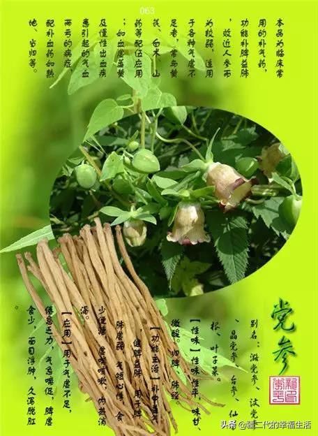 常见中草药图谱，中草药经典图谱（让你知道常用药都长啥样）