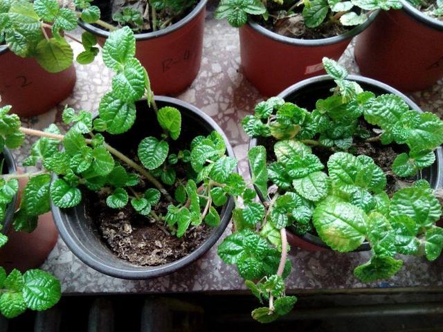 猫薄荷是什么植物，猫薄荷是什么（家里养株“猫薄荷”）
