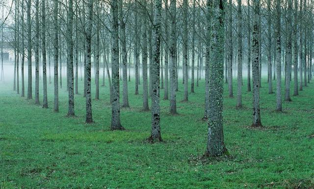 天然林、半天然林、人工林的划分和区别，天然林,半天然林,人工林的划分和区别是什么（“森林起源”“人工林”“天然林”“原始森林”“次生林”）