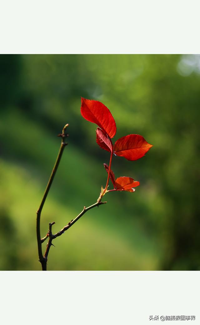 玫瑰花图片大全大图，玫瑰花绘画图片（实拍20张玫瑰花照片）