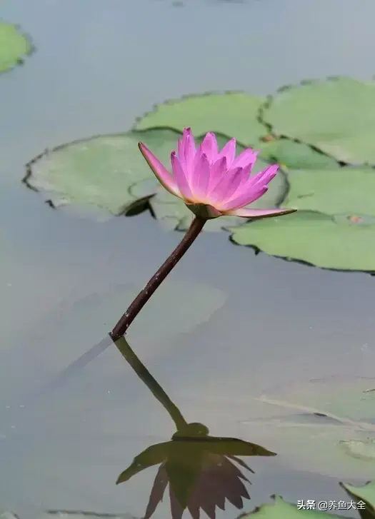 莲花的别称有哪些，莲花的别称有哪些拼音（ 太齐全太珍贵了）