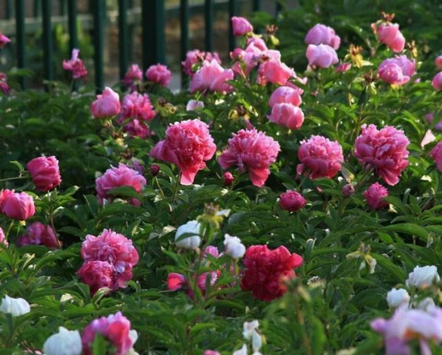 芍药花什么时候开，芍药，名字里为什么有“药”（芍药花有几种颜色）