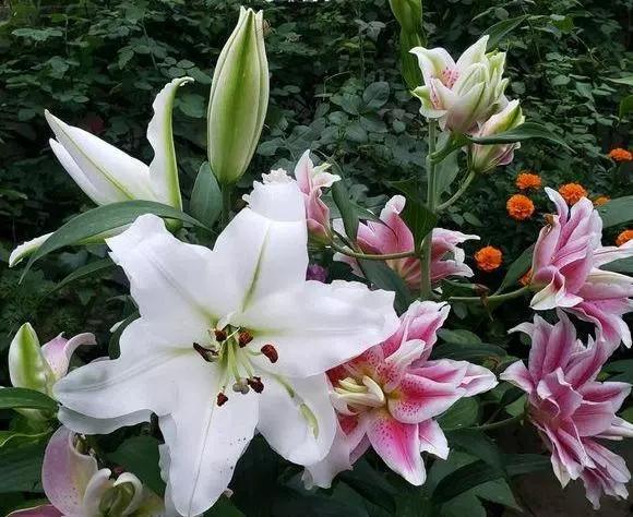 田七花有什么功效，田七花是什么（还能防个小病小灾的）