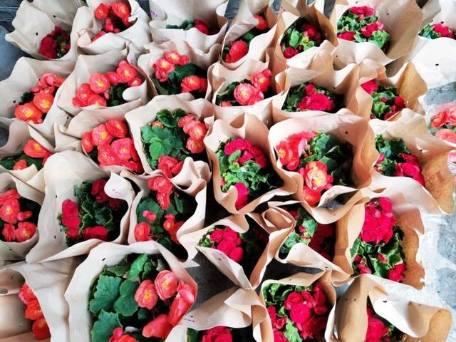 荷花最好看的品种是什么，这花最好看、最好养