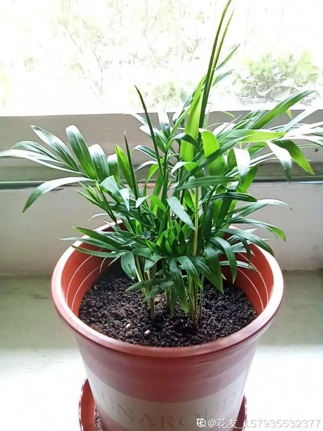 吸收甲醛的植物，哪种植物具有吸收甲醛的功能（净化空气最厉害）