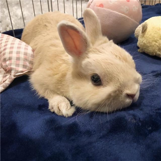 给小兔子怎么取名字，小兔子的名字怎么取（宠物兔的名字毛茸茸胖墩墩-可爱点）