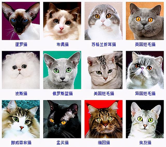 波丝猫（波斯猫图片，为什么国内养的人这么少呢（波斯猫小猫图片）