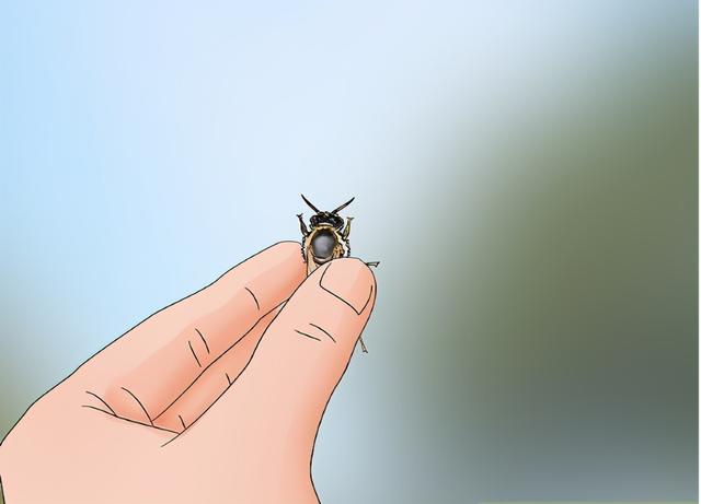 蜜蜂有什么特点，蜜蜂的特点是什么（图示4种巧妙小方法）