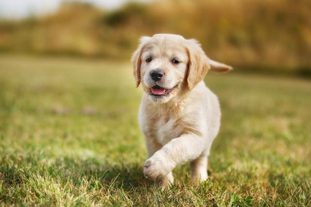  金毛犬的习性和可爱之处，位居最受欢迎狗狗前列