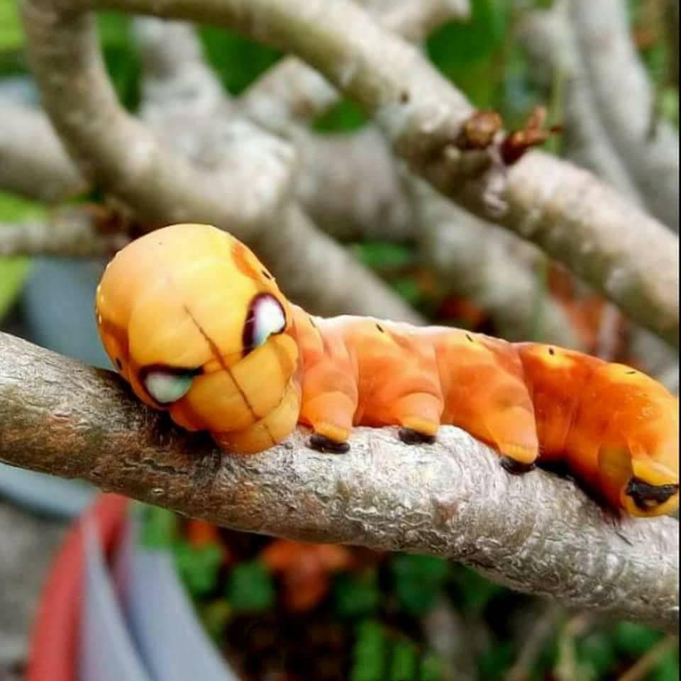 小蜘蛛×死侍贱虫(铁蜘蛛是什么样子的) - 彝家农业网