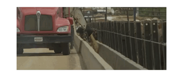 牛肉的等级是怎样划分的，牛肉分为哪几个等级（加拿大/美国/澳洲/日本牛肉分级方式大公开）