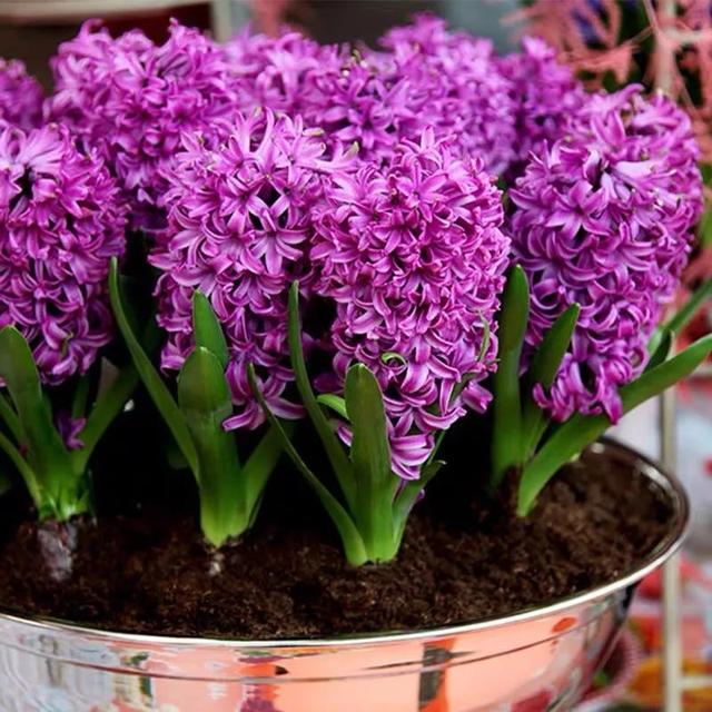 一帆风顺花有毒吗，一帆风顺花草有毒吗（家里养了宠物的朋友）