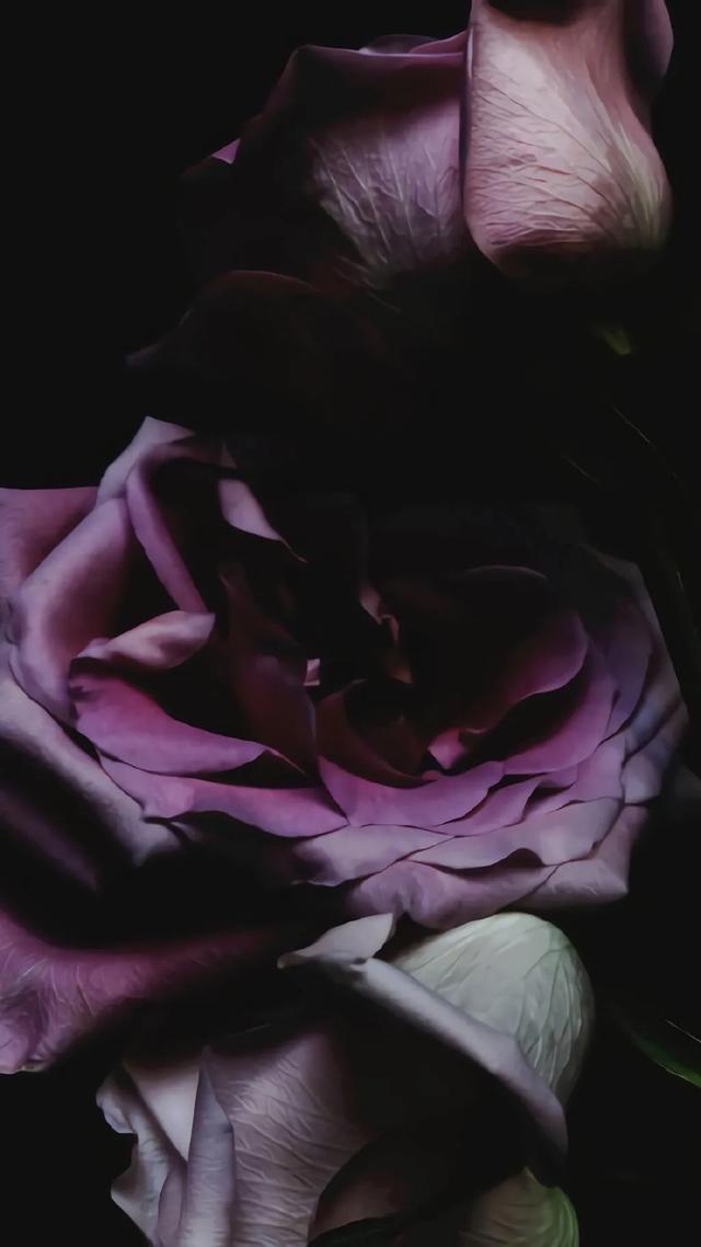 唯美植物花类头像微信，唯美植物花类头像（小清新绿色护眼植物+唯美绽放的瞬间​​​）