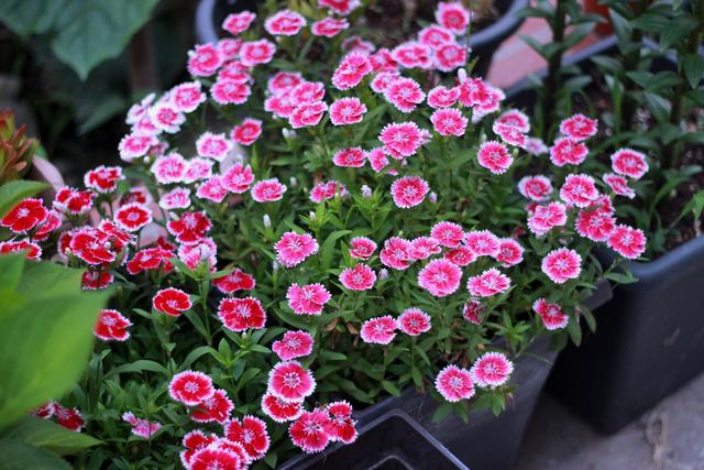 适合家里养的32种花，家里养什么花好（”家居盆花100种）