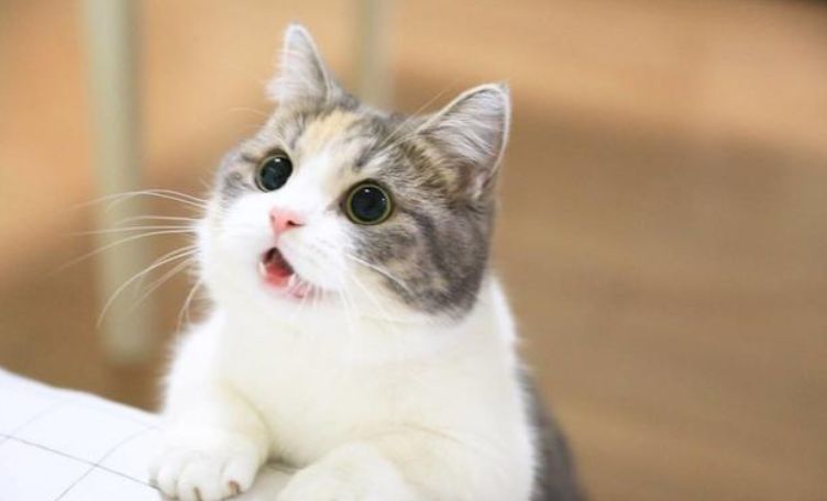 小猫的特点(猫咪的特点有哪些)
