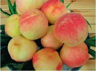 什么桃子最好吃，什么桃子最好吃吃起来什么感觉（为您推荐这7种既好吃又容易种植的品种）