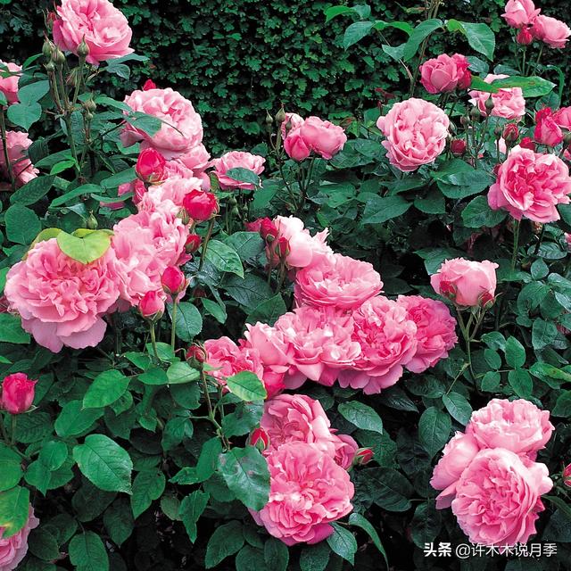 Thecastle.城堡网名，Thecastle.城堡（奥斯汀官方推荐月季品种）