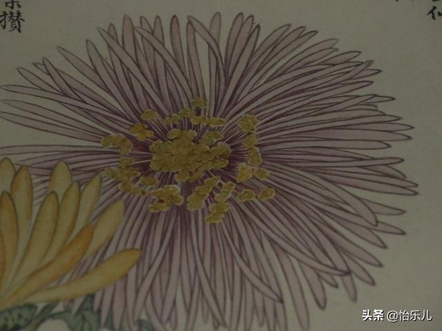 葩的读音（葩怎么读，葩是什么意思（金佛座、搓粉妆、绶带紫、鹤头丹）