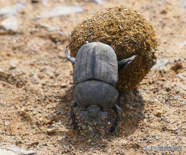 萤火虫会咬人吗，萤火虫会咬人吗怎么办（这七种昆虫能勾起很多人的童年回忆）