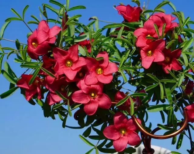 绿萝好养吗,绿萝怎样栽培(绿萝竟然排在倒数第1) 绿萝好养吗,绿萝怎样栽培(绿萝竟然排在倒数第1)