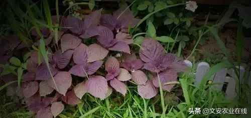 野荞麦根和乌鸡蛋煮，野荞麦根和乌鸡蛋煮水的功效（农业科普：53种野菜）