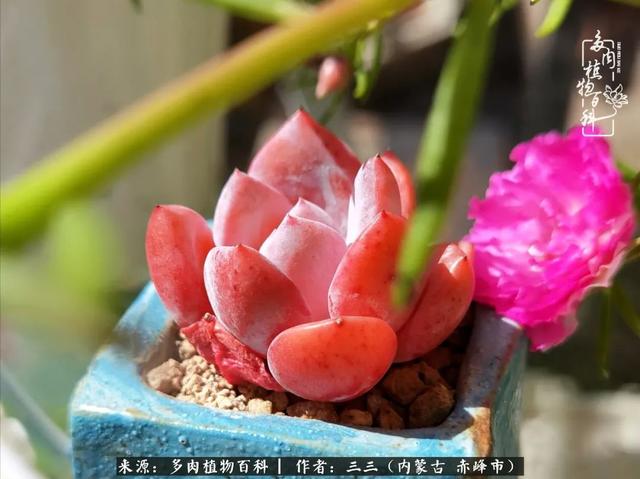 雪候鸟是什么意思，雪候鸟歌词表达什么意思（多肉于我从来不是锦上添花）