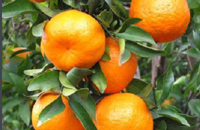 宜昌特产有哪些，湖北特产有哪些土特产（宜昌竟然有这么多的独特的名优特产）