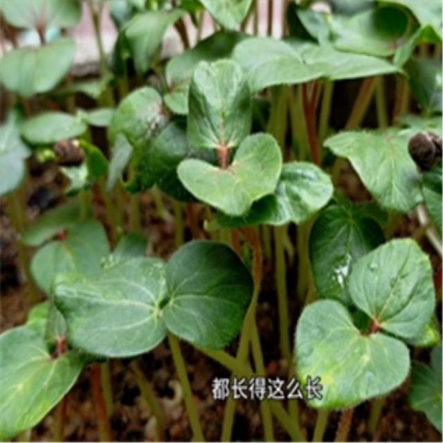 红秋葵的种植方法，红秋葵的种植方法视频（秋葵育苗生长种植管理技术）