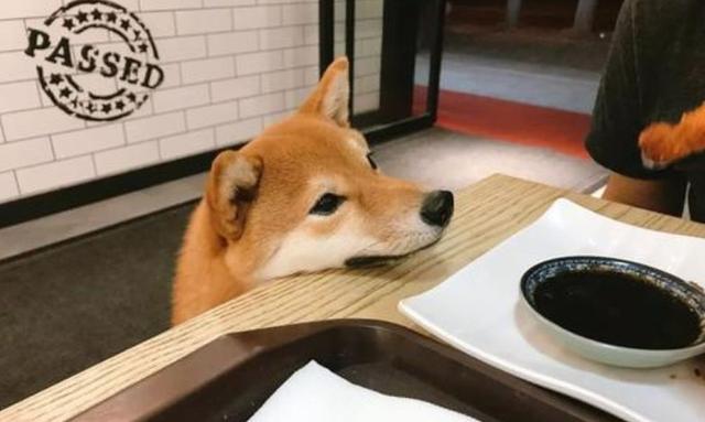 狗狗能吃盐吗，一天最多能吃多少盐，狗狗能吃盐吗（狗狗并非不能摄入食盐）