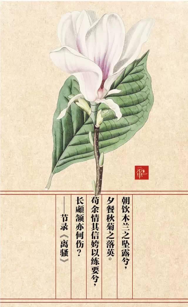 木兰科的常见地被植物有哪些，常绿木兰科植物有哪些（收藏起来留给孩子慢慢看）