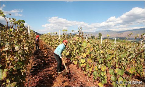 大绒球怎么种植，绒球花怎么种（葡萄全程种植管理、施肥方案）