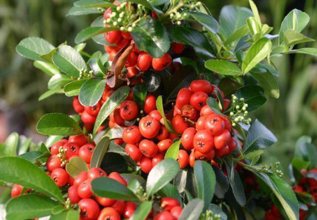 什么的凉伞，什么的凉伞填空词语（绿叶夹杂着红果子）