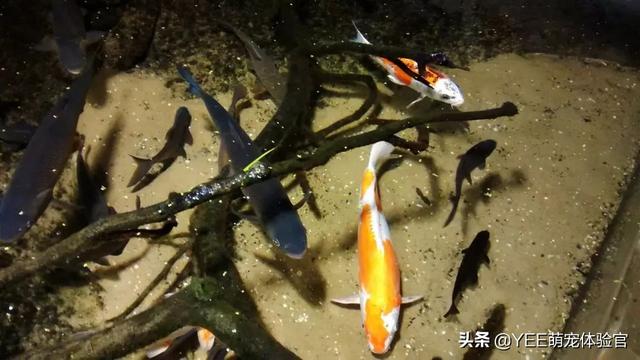 火龙鱼怎么养，火龙鱼怎么养视频（有故事的观赏鱼）