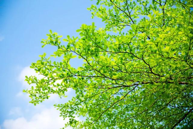 夏天的词语有哪些，关于夏天的四字词语有哪些（24个夏天的成语）