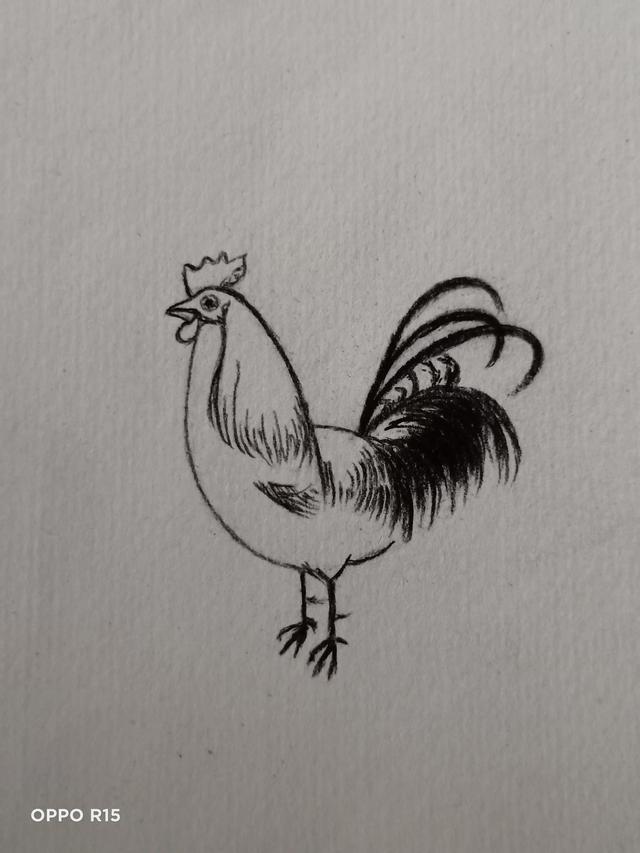 画公鸡的最简单画法，公鸡简笔画（实用简单的画大公鸡巧妙的方法）