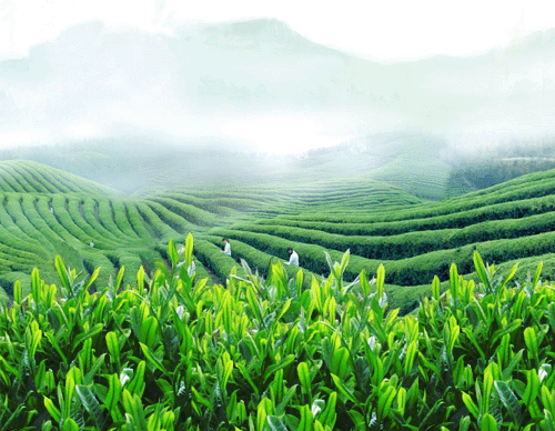 历史悠久的南京茶文化，南京茶南历史（中国茶叶历史悠久名扬四海）