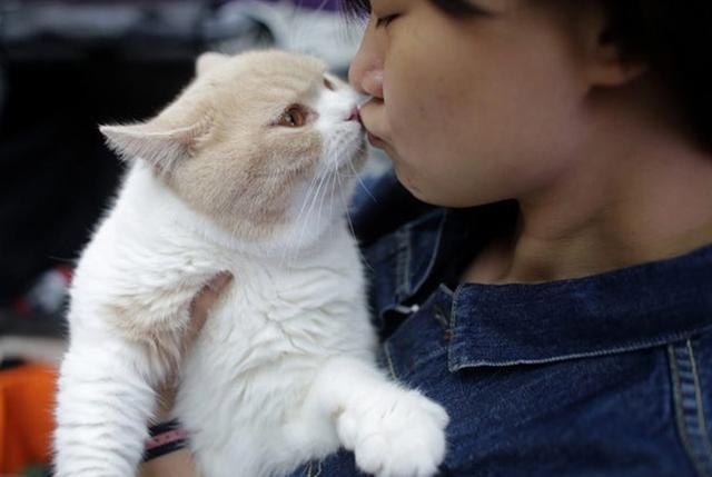猫舔人是什么意思，猫咪为什么爱舔人（是在向你“暗示”这些事）